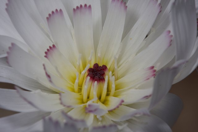 White Daisy with Pink Center