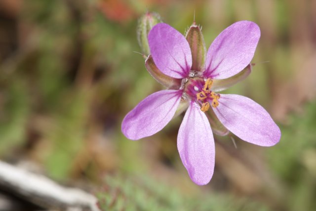 Purple Geranium Bloom