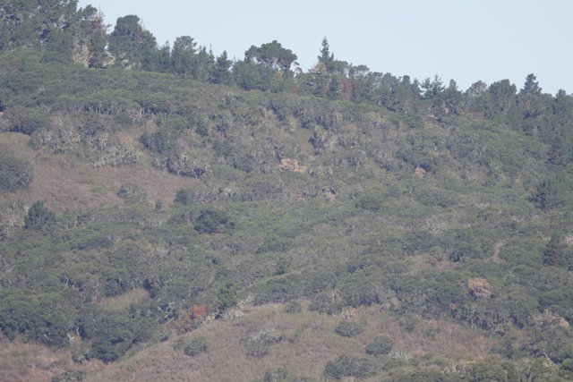 Verdant Hills of Carmel Valley Ranch
