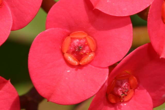 Red Geranium Petals in Full Bloom