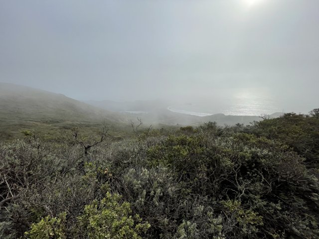 Misty View of the Pacific Coast