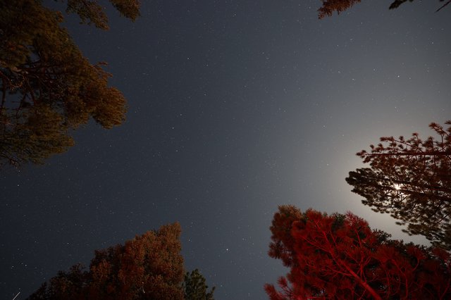 Moonlit Pines Under a Star-Filled Sierra Sky