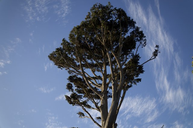 Majestic Eucalyptus - A Stalwart of Nature