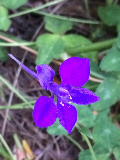 Purple Petals in Altadena