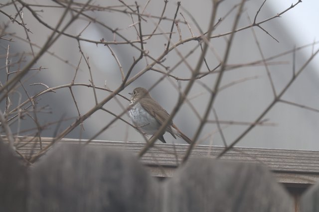 Hermit Thrush Perched Among Winter Branches
