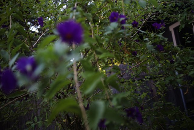 Purple Geraniums on a Tree Branch