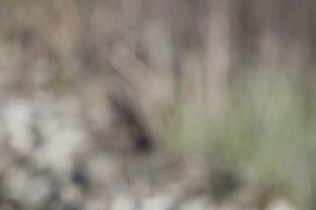 Curious Raccoon Peeking Through Natural Cover