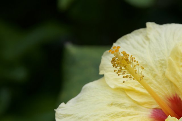 Ephemeral Elegance: Yellow Hibiscus Close-Up