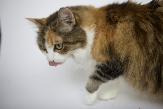 Tongue-Twisted Feline