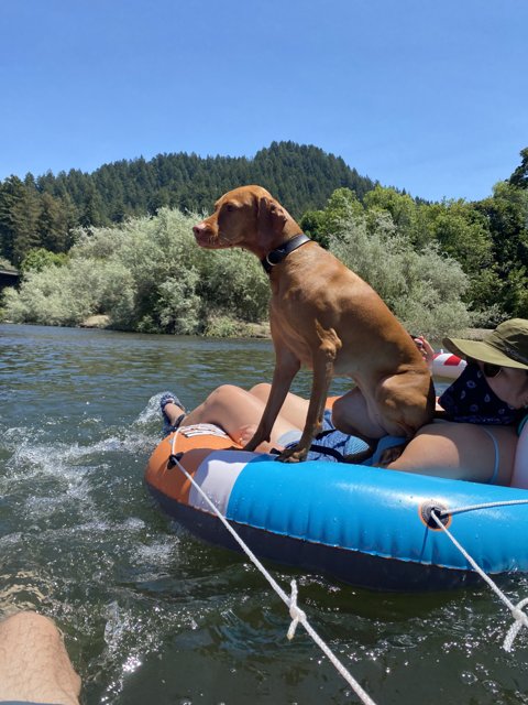 River Rafting with Man's Best Friend