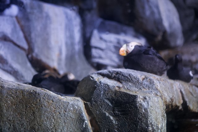 A Gathering of Puffins