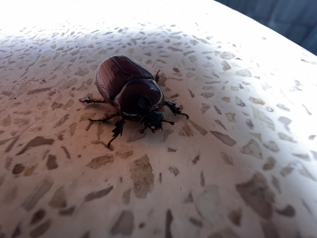 Dung Beetle in Sedona