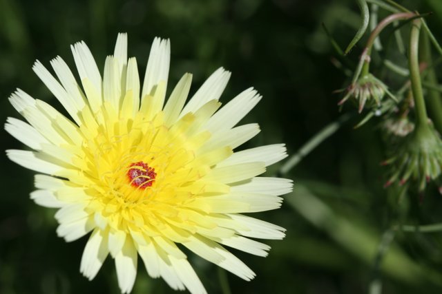 Golden Pollen Daisy