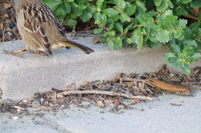 Sparrow Foraging Among Debris at Drakes Beach