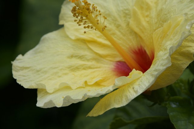 Tropical Radiance: Hibiscus at the Honolulu Zoo
