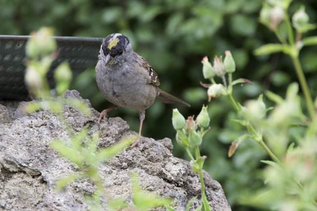 Golden-Crowned Sparrow Perched on Weathered Stone
