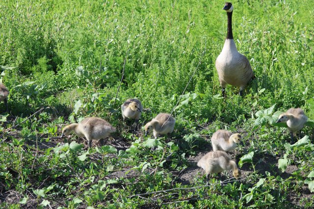 Canada Goose Family Foraging in Spring Wetland