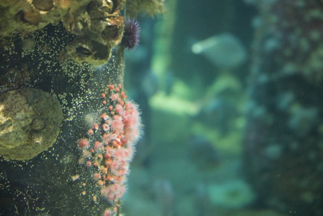 Intricate Beauty of Monterey Bay's Underwater World