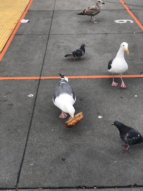 Bread Buffet for Beaky Birds