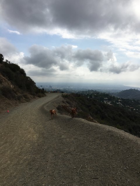 Canine City Walk