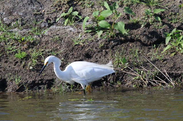 Snowy Egret Foraging in Shallow Wetland Waters