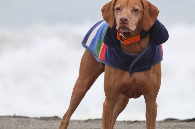 Stoic Vizsla in Rainbow Coat Braves the Beach