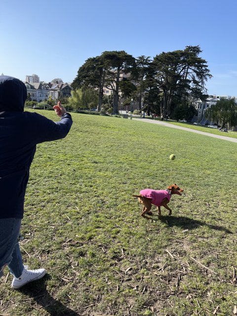 Playing fetch in the park