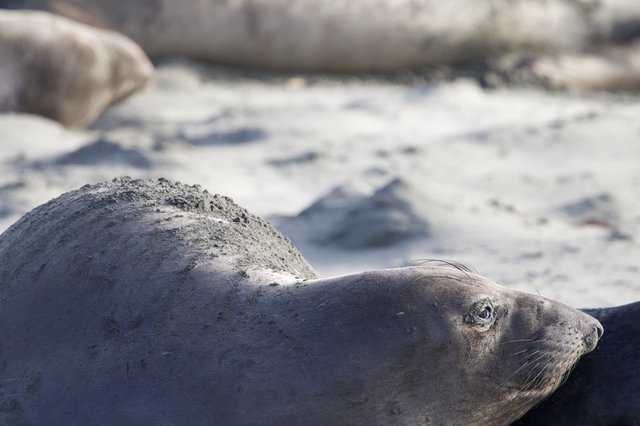 Elephant Seal Resting on Sandy Beach