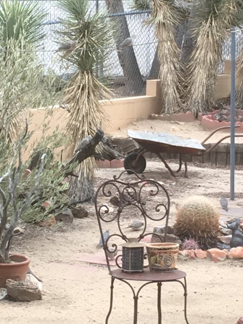 Feathered Garden Visitor
