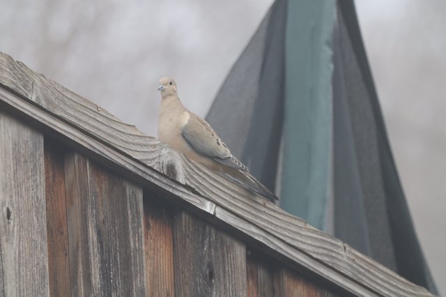 Mourning Dove Perched on Weathered Wooden Fence