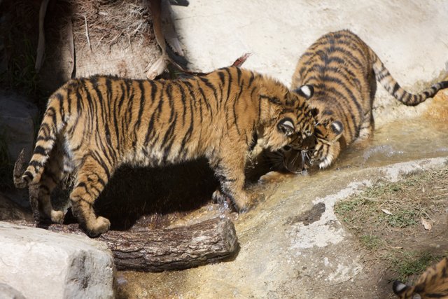 Two Majestic Tigers Quenching Their Thirst