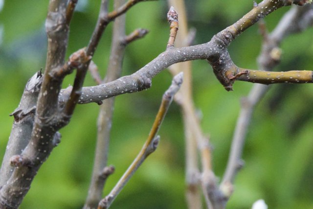 Spring's Promise