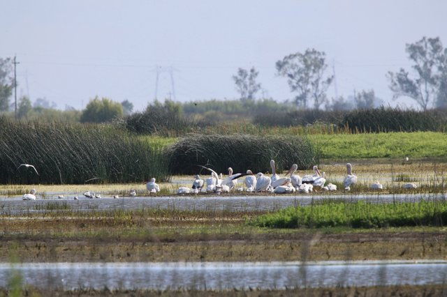 White Pelicans Resting in Yolo Bypass Wetlands