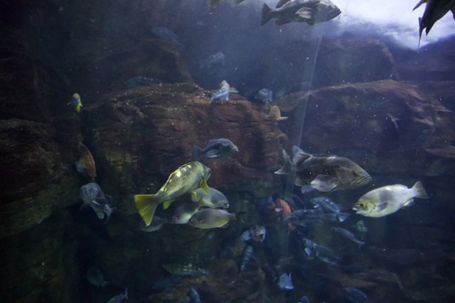 Aquarium Beauty: A Swarm of Sea Life