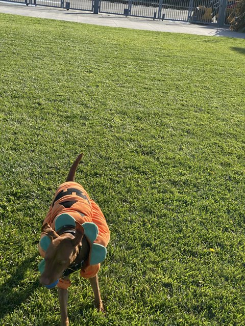 Canine Costume in the Grass