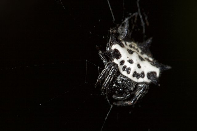 Garden Spider in Monochrome