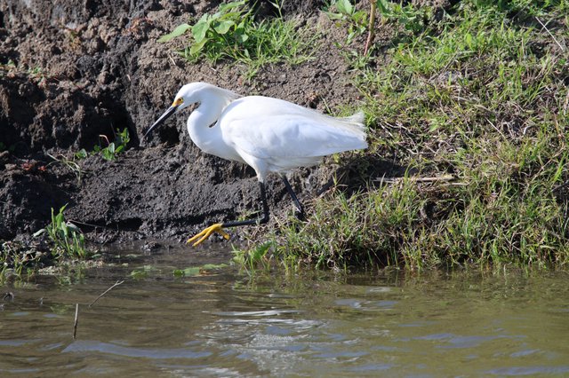 Snowy Egret Foraging in Wetland Shallows