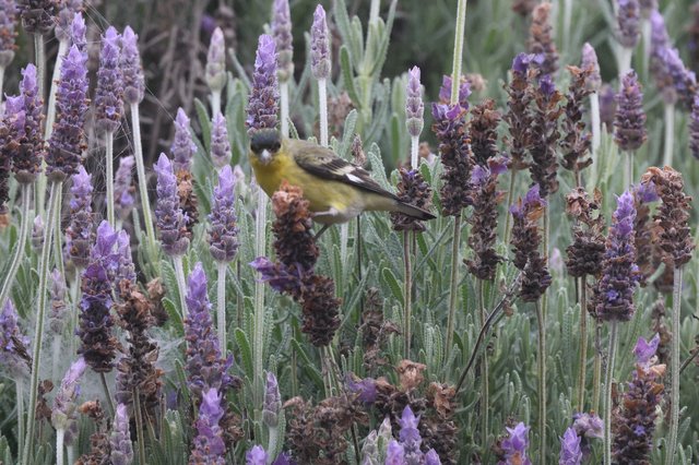 Common Yellowthroat Warbler Among Purple Lavender Blooms