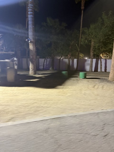 Nighttime Palms at Empire Polo Club