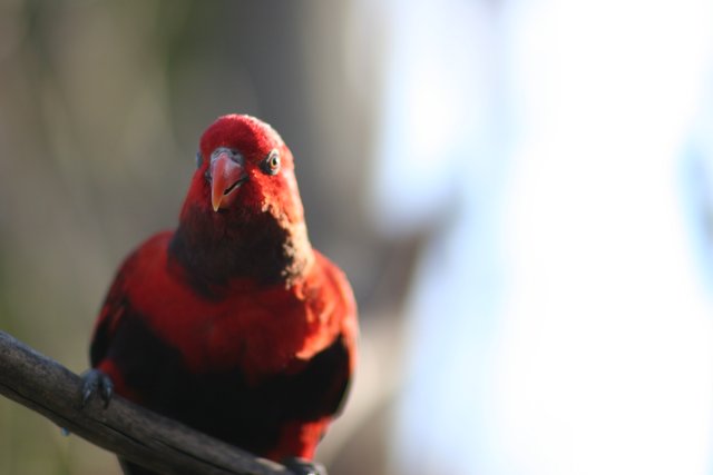 Red Bird Perched on Branch