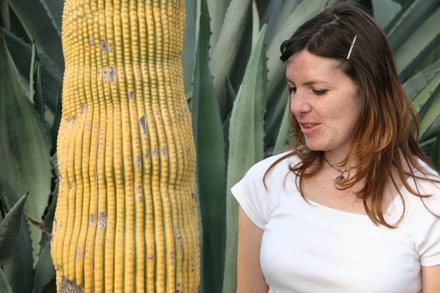 Woman Admiring Towering Yellow Cactus Among Agave