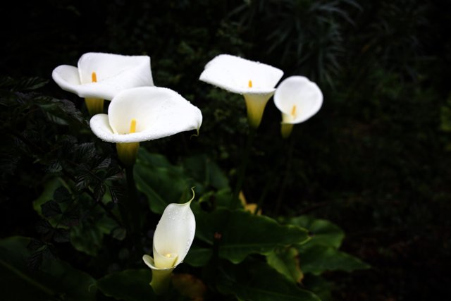 Pristine Calla Lilies in Bloom