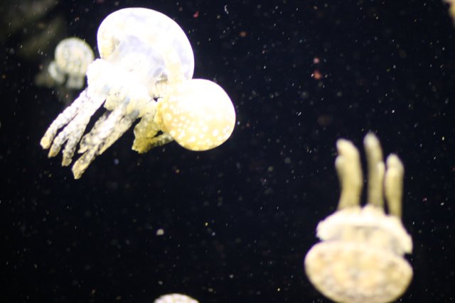 Graceful Jellyfish in the Sea