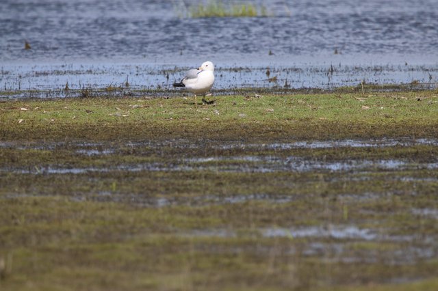 Solitary Seagull on Wetland Shore at Yolo Bypass