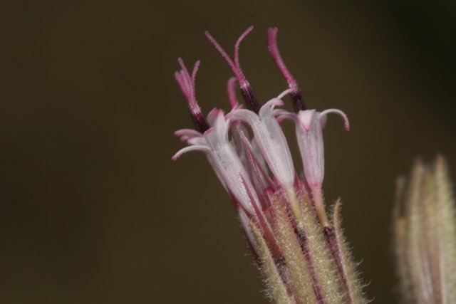 Pollen-dusted Geranium Flower