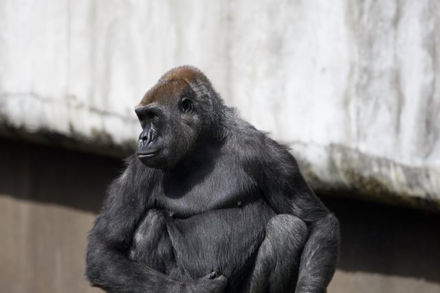 Gorilla Majesty, SF Zoo 2024