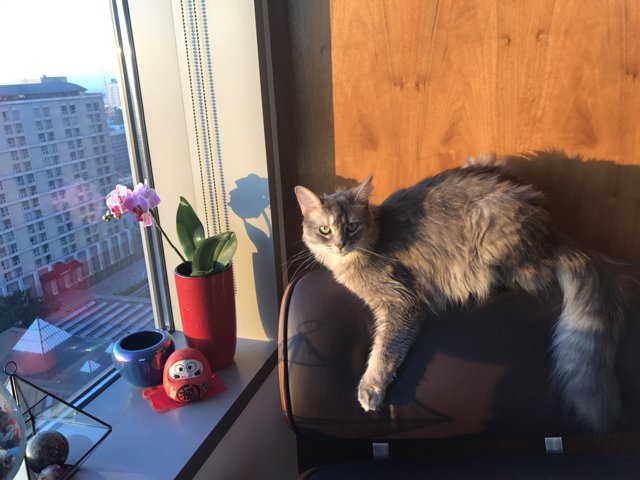Feline in the Sun