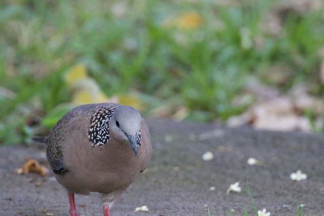 Graceful Gaze: A Spotted Dove at Honolulu Zoo