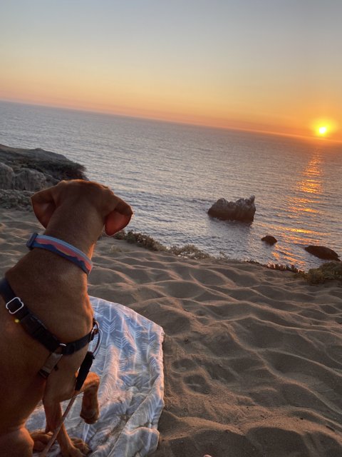Sunset Serenity with a Canine Companion