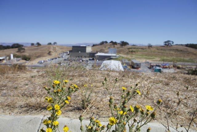 Yellow Meadow with Shelter